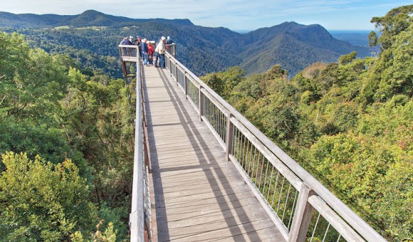 Dorrigo National Park