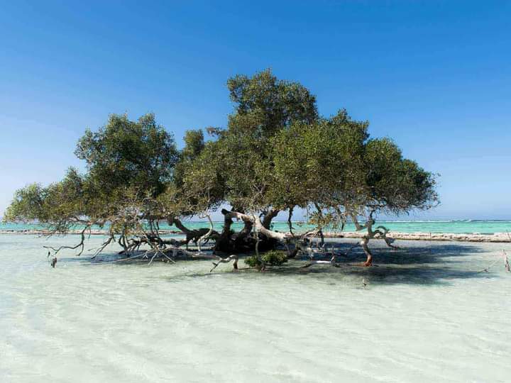 Wadi el-Gemal National Park — national park — Hurghada to Marsa Alam Red Sea Coast — Egypt