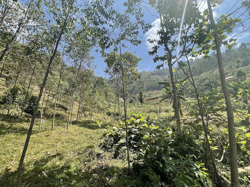 Coffee tour at Kinunu Washing Station