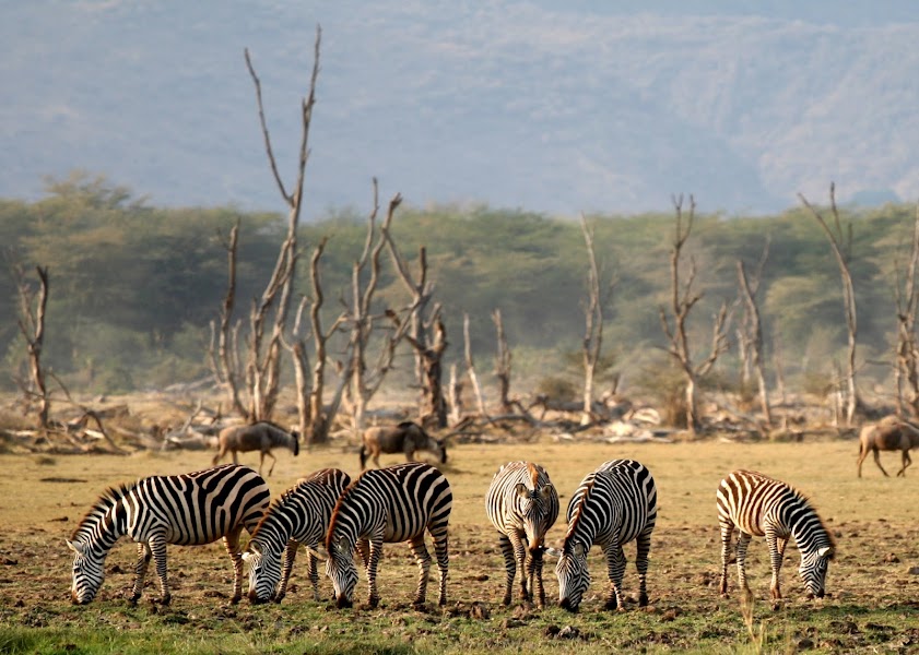 Lake Manyara National Park