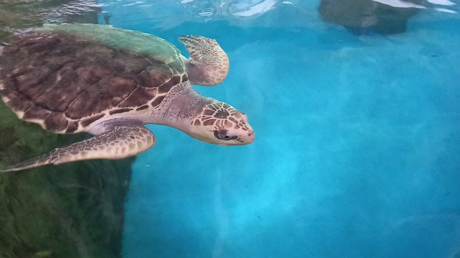 Centro Mexicano de la Tortuga