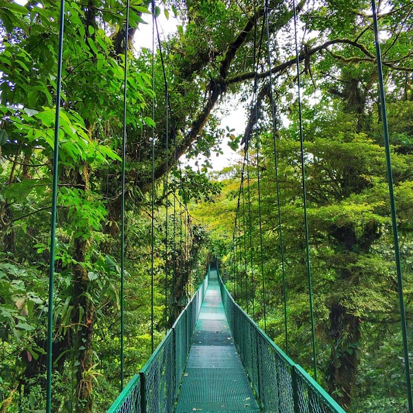 Selvatura Park — Canopy Tour — Costa Rica: Parks & Wildlife — Costa Rica