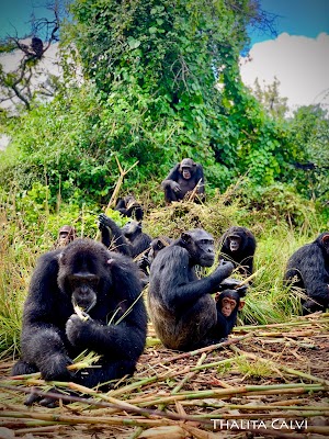 Chimfunshi Wildlife Orphanage