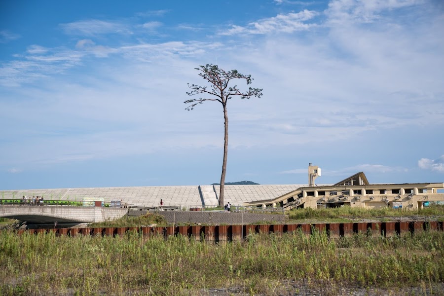 Miracle Pine, Rikuzentakata