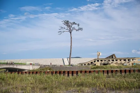 Miracle Pine, Rikuzentakata — Landmark — Sanriku Coast: Hachinohe to Hiraizumi — Japan
