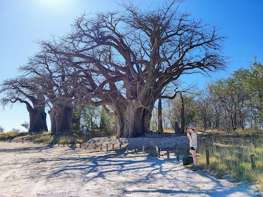 Visit Baines' Baobabs