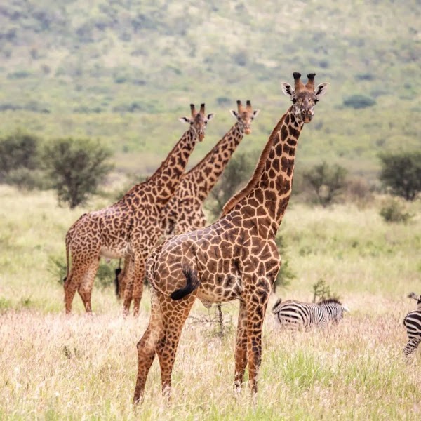 Nyerere National Park — Nature — Tanzania Southern Circuit Ruaha and Selous — Tanzania