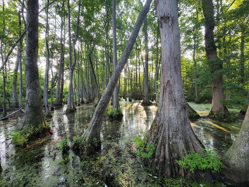 Cypress Swamp — Nature Walk — Natchez Trace Parkway — United States