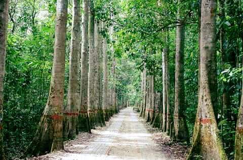 Lawachara National Park