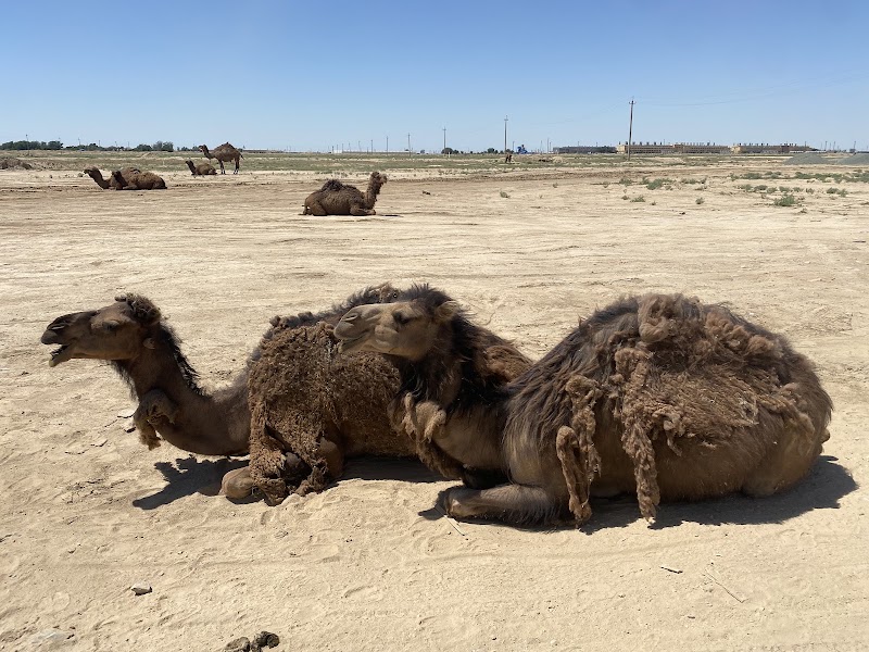 Daut-Ata / Tazhen — Landmark — Aral Sea Route: South to North — Uzbekistan / Kazakhstan