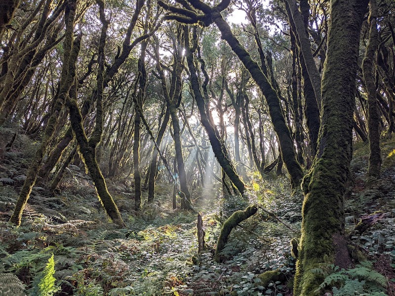 Garajonay National Park — National park — Tenerife and La Gomera Drive — Spain