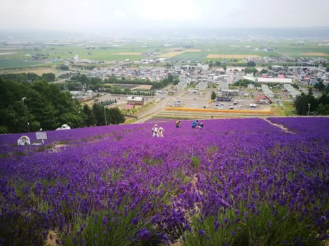 Farm Tomita — Nature — Hokkaido Flower Route — Japan