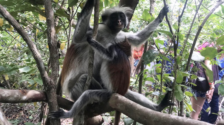 Jozani Chwaka Bay National Park — Nature — Zanzibar Island Loop — Tanzania