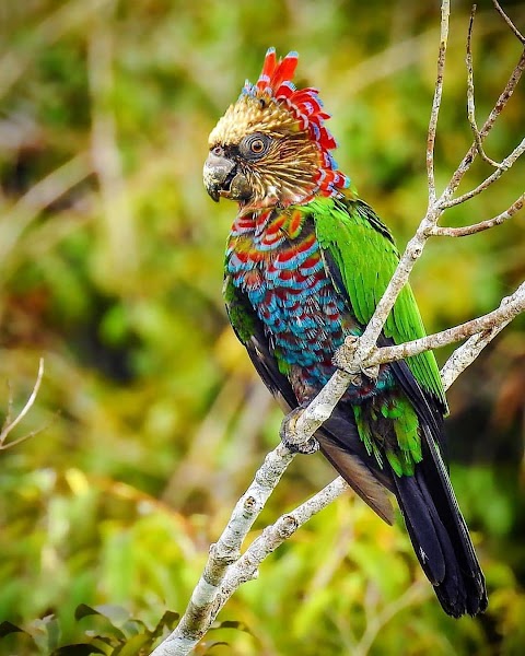 Canaries — City — Soufrière and the Pitons Drive — Saint Lucia