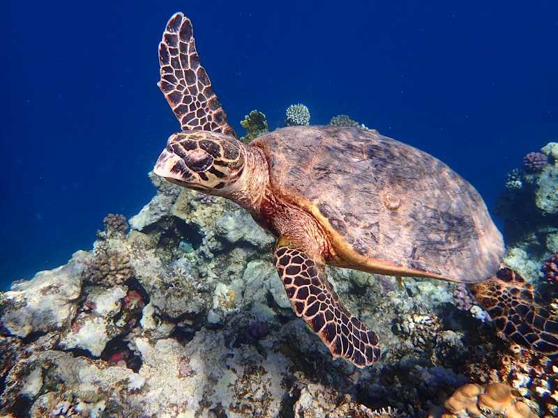 Marsa Mubarak Bay — Nature — Hurghada to Marsa Alam Red Sea Coast — Egypt