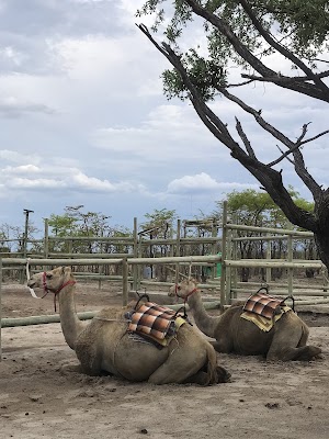 Kang Camel Park