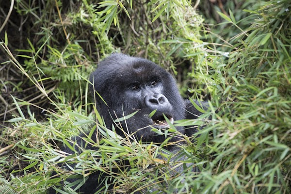 Bwindi Gorilla Trekking