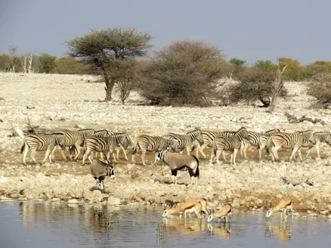 Okaukuejo Restaurant — International — Etosha Pan Circuit — Namibia