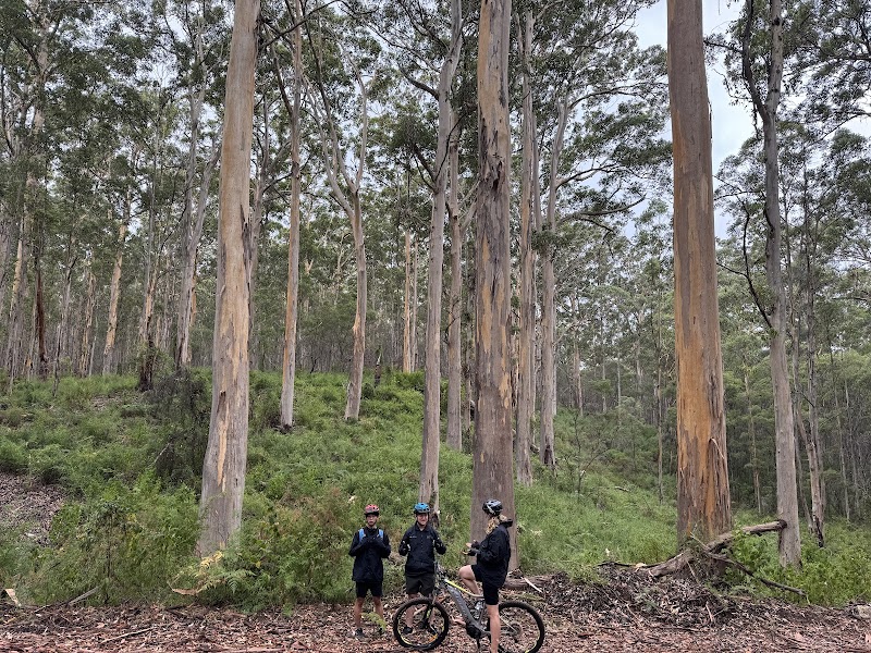 Boranup Forest — Nature — Caves Road — Australia