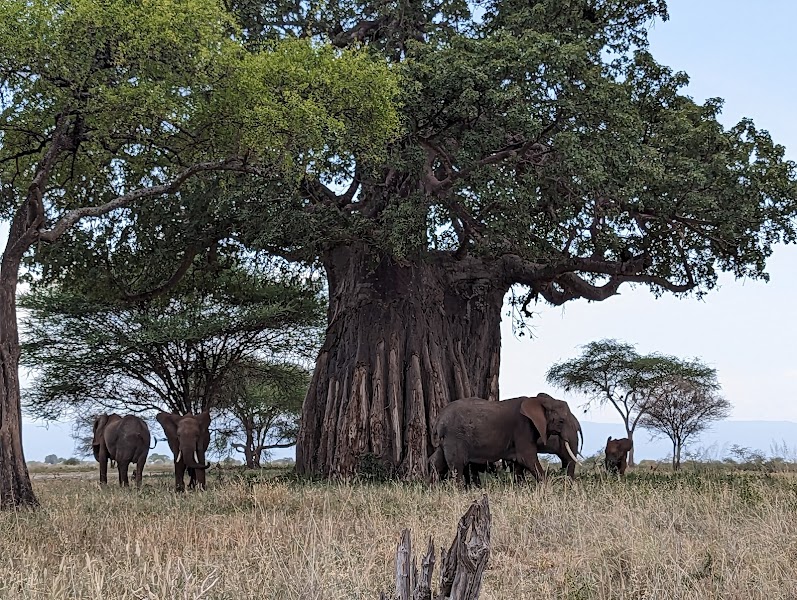 Tarangire National Park