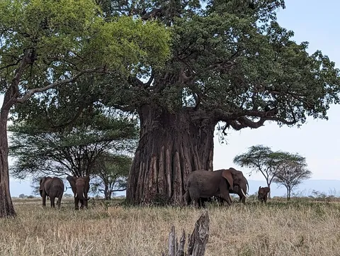 Tarangire National Park — wildlife safari — Tanzania Northern Safari Circuit — Tanzania