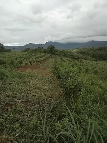 Honde Valley Tea Estate — Local tea, light snacks — Eastern Highlands of Zimbabwe — Zimbabwe