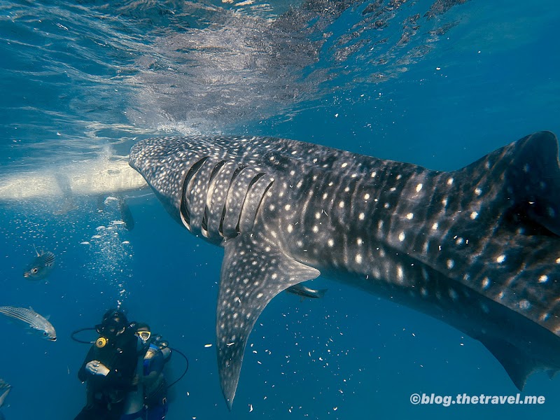 Optional Oslob interaction — Controversial wildlife activity — Cebu and Bohol Road Trip — Philippines