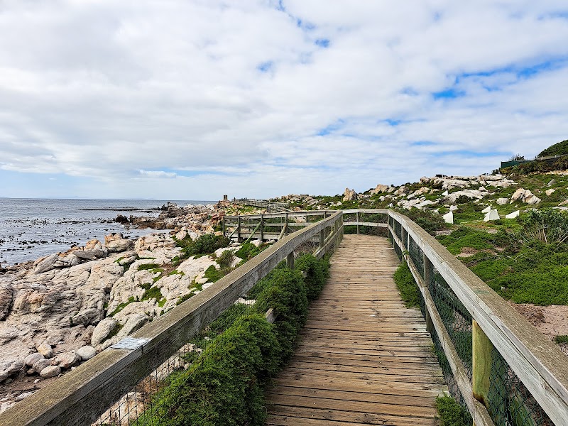 Stony Point Penguin Colony — Wildlife — Clarence Drive — South Africa