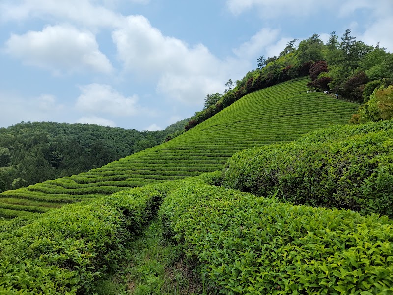 Hadong Tea Fields