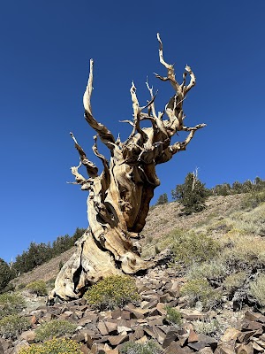 Ancient Bristlecone Pine Forest