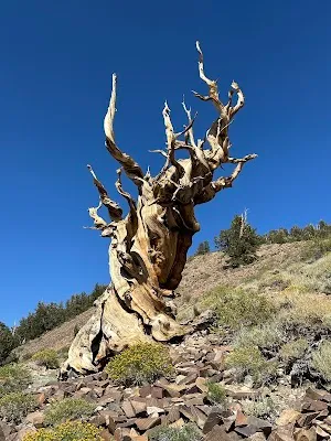 Ancient Bristlecone Pine Forest — Nature Reserve — Lake Tahoe to Death Valley via US 395 — United States