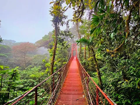 Monteverde Cloud Forest Reserve — Nature Reserve — Costa Rica: Parks & Wildlife — Costa Rica