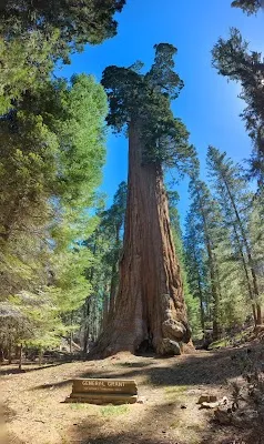 General Grant Grove — Nature — Yosemite to Sequoia and Kings Canyon — United States
