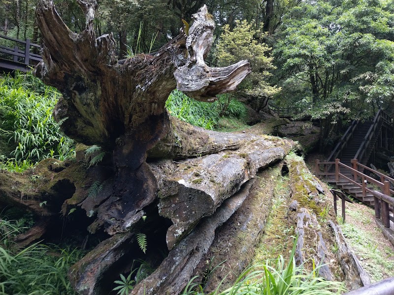 Alishan forest and railway — Mountain Forest — Taiwan Island Loop — Taiwan