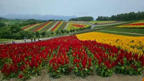 Shikisai no Oka — Nature — Hokkaido Flower Route — Japan
