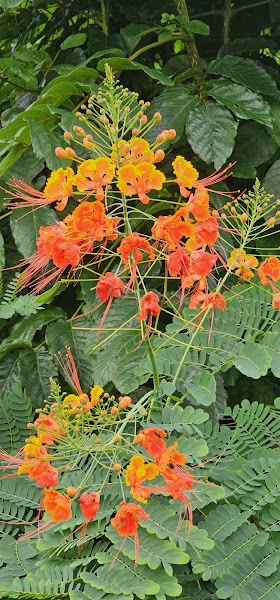 Botanical Gardens — City — Cross-Island Dominica via Morne Trois Pitons — Dominica