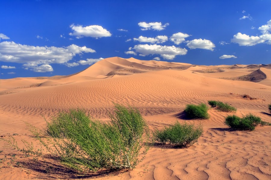 Khongoryn Els camel ride — Guided Activity — Mongolia: Classic Gobi Circuit — Mongolia