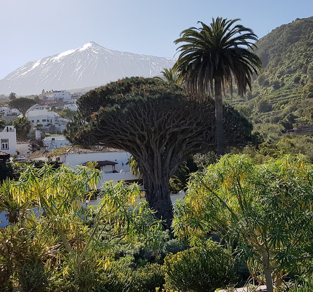 Drago Milenario — Botanical landmark — Tenerife and La Gomera Drive — Spain