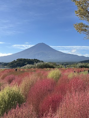 Lake Kawaguchi Oishi Park