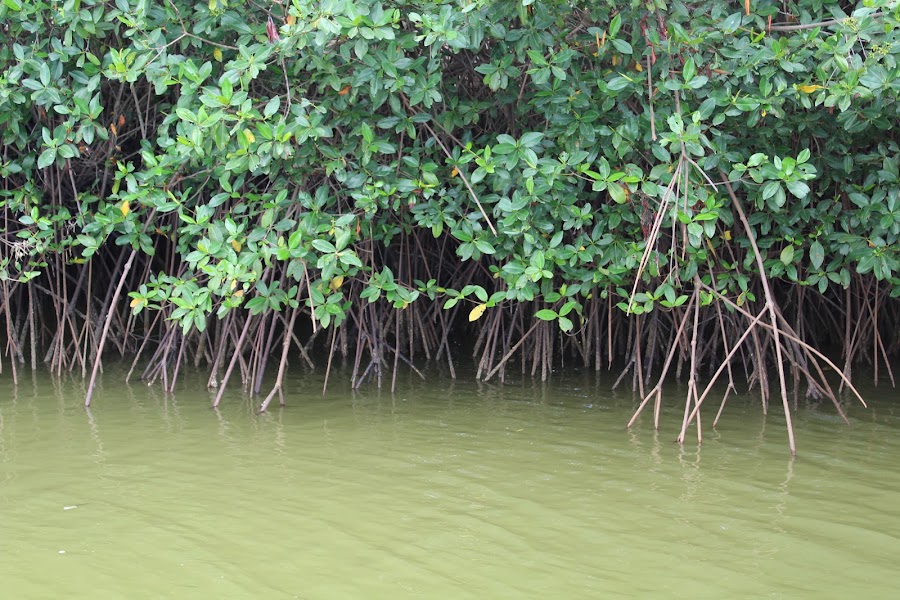 Isla Corazón Mangrove Reserve