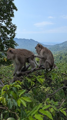 Pusuk Monkey Forest