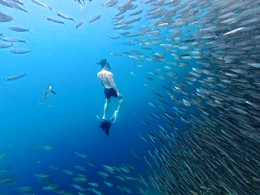 Snorkeling at Moalboal Sardine Run