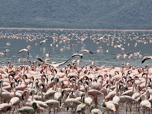 Lake Bogoria hot springs