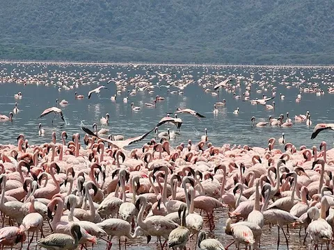 Lake Bogoria hot springs — Geothermal — Kenya Great Rift Valley — Kenya
