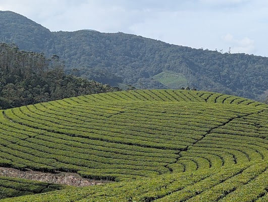 Munnar Tea Gardens