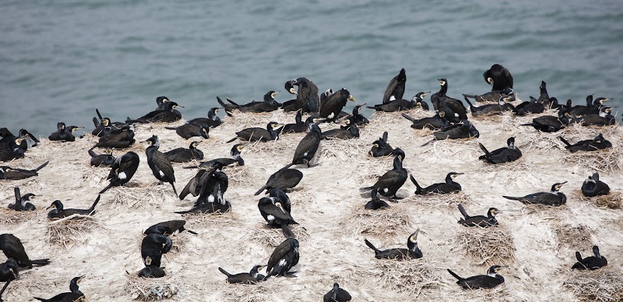 Bird Island