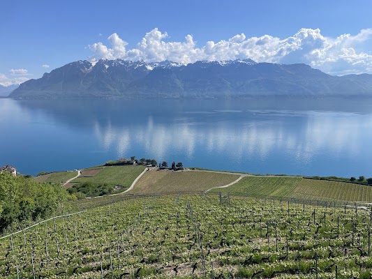 Lavaux Vineyard Terraces