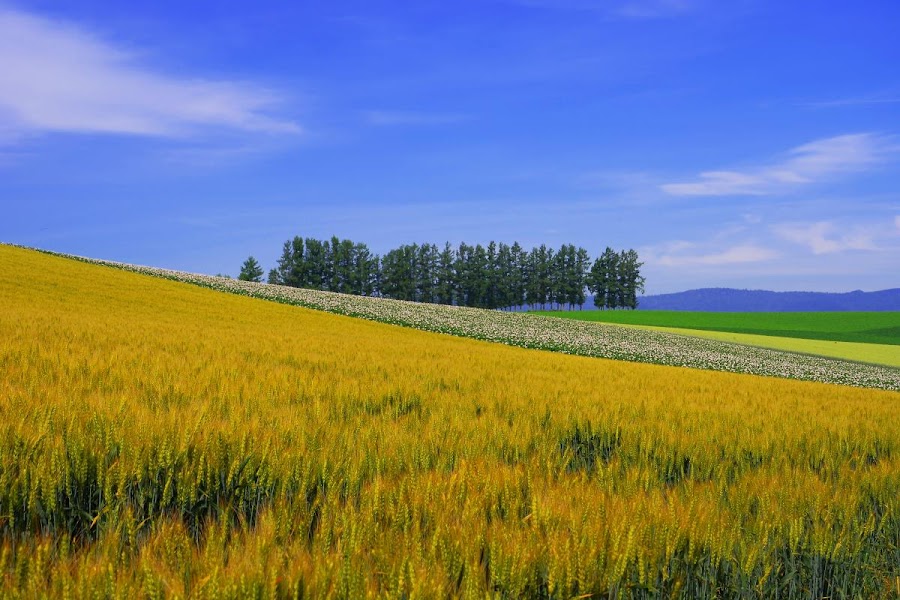 Biei Patchwork Road