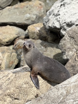 Ohau Point Seal Colony