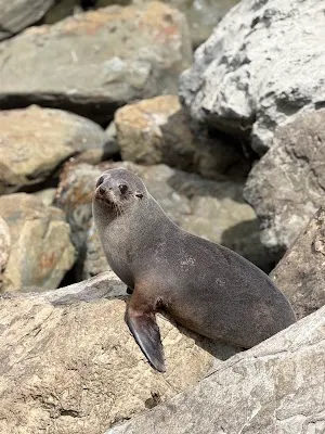 Ohau Point seal viewpoint — Wildlife viewpoint — Kaikoura Coast — New Zealand
